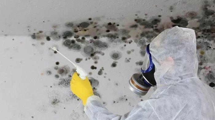 Cara Membersihkan Noda Jamur Hitam Di Dinding Kamar Mandi